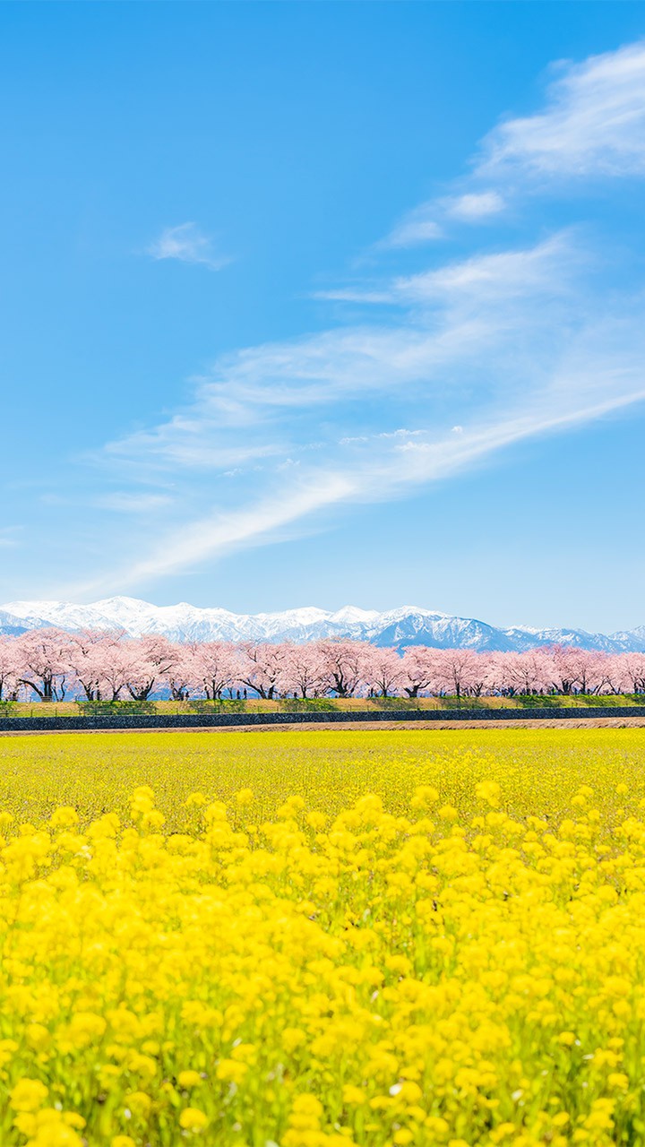 桜並木と菜の花