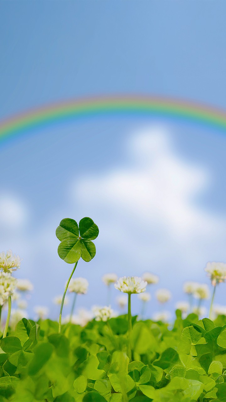 Rainbows and Clovers