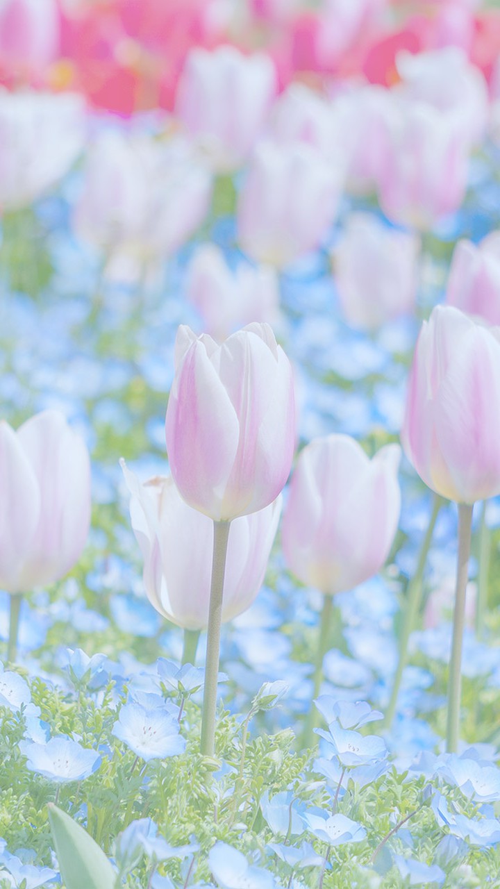 Tulips ＆ Nemophila