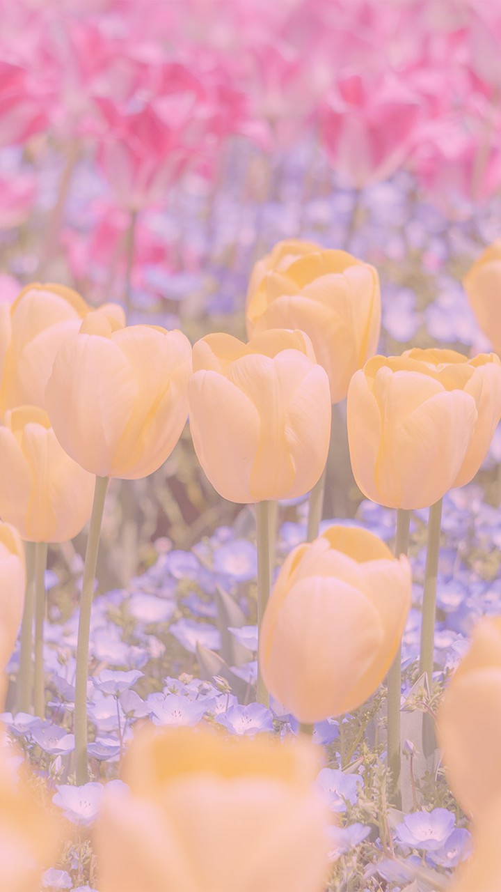 Tulips ＆ Nemophila