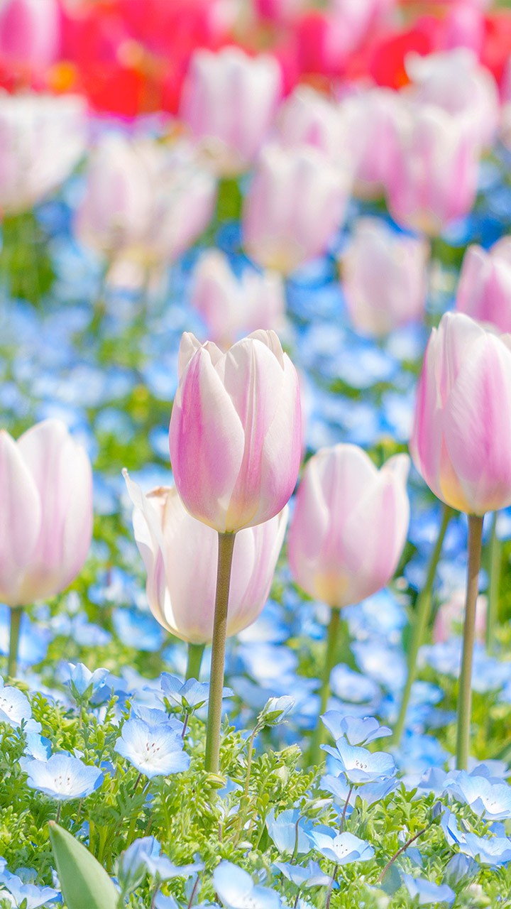 Tulips ＆ Nemophila