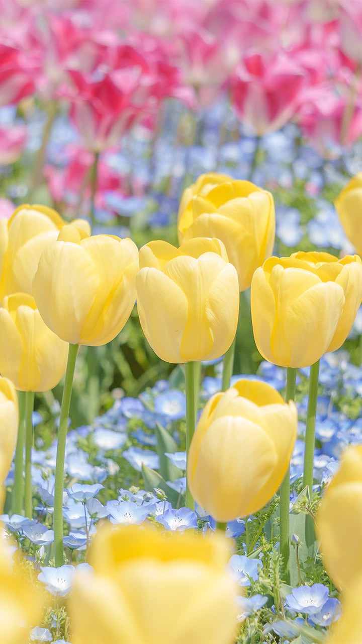 Tulips ＆ Nemophila