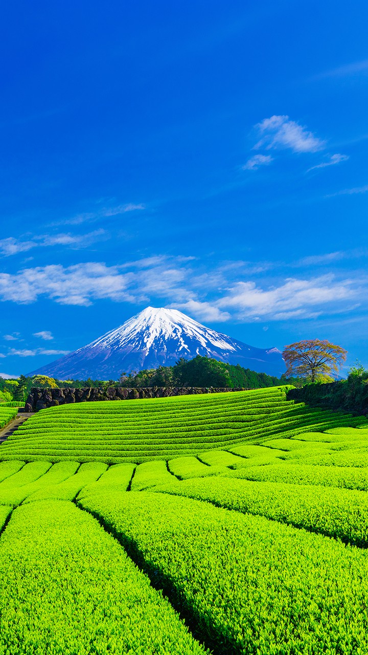 富士山と新緑の茶畑
