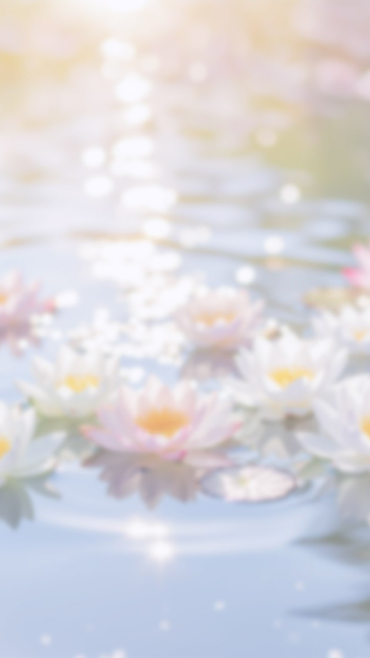 癒しの睡蓮