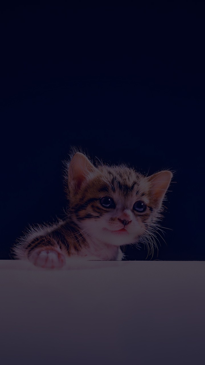 ひょっこり子猫
