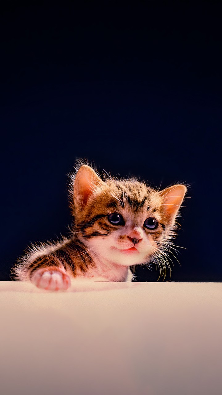 ひょっこり子猫