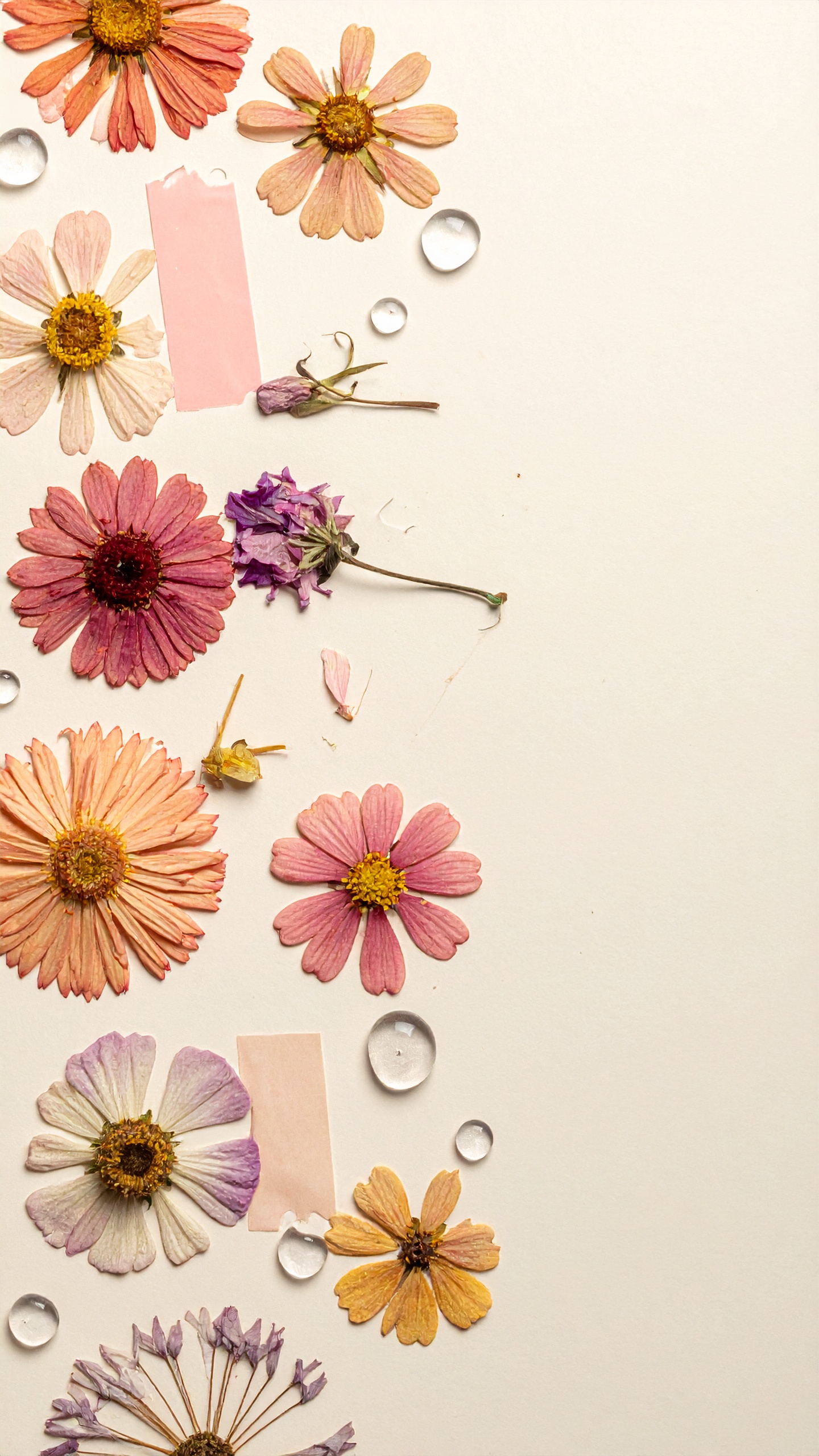 色褪せない美しさを閉じ込めた押し花。柔らかな色彩と、添えられた水滴の透明感が瑞々しさを演出。