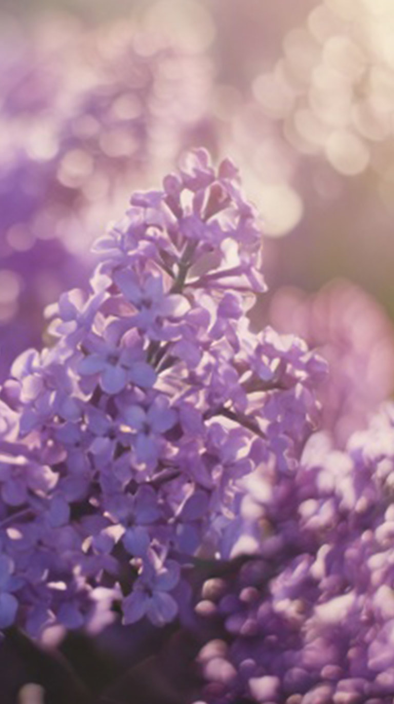 柔らかな光が当たる紫色のライラックをボケを活かしてクローズアップ。