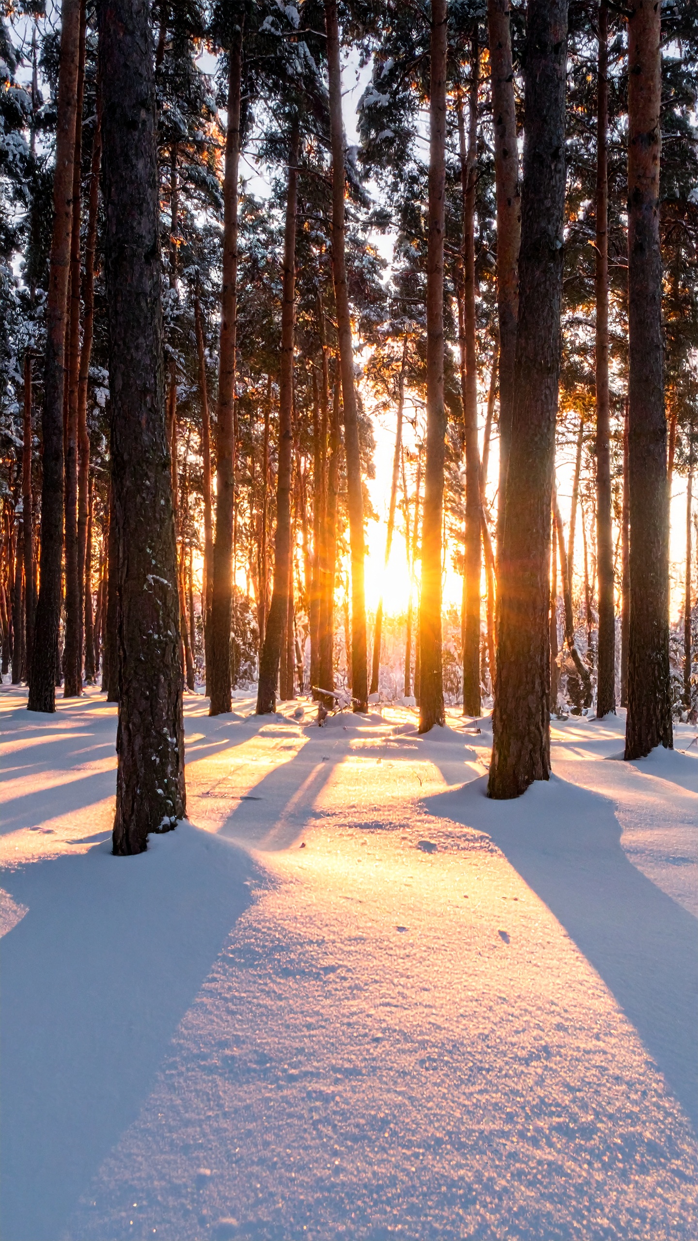 立ち並ぶ松の木々の間から差し込む、柔らかな夕陽。雪面に伸びる長い影が、冬の午後の静寂を際立たせる。