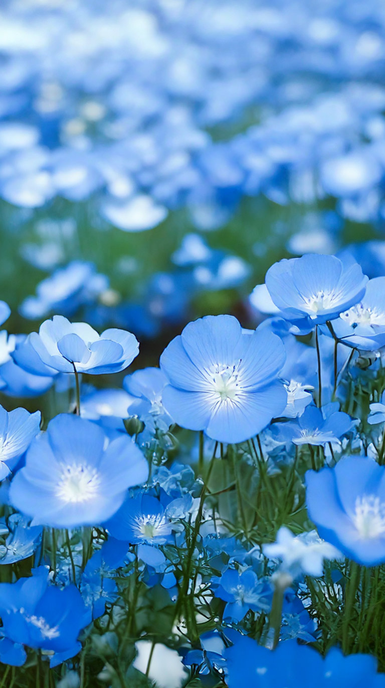 一面に咲き誇る青い花（ネモフィラ）の美しい花畑のクローズアップ。