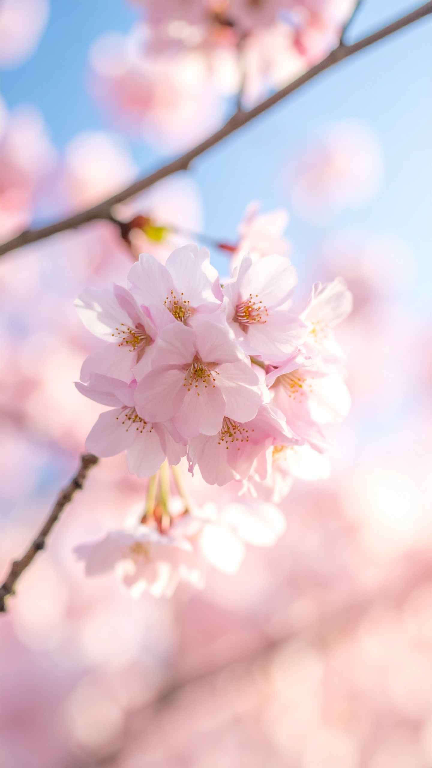 澄み渡る青空に向かって、幾重にも重なり合い咲き誇る満開の桜の花。柔らかな陽光が花びらを透過し、春の生命力と優しさを画面いっぱいに広げています。