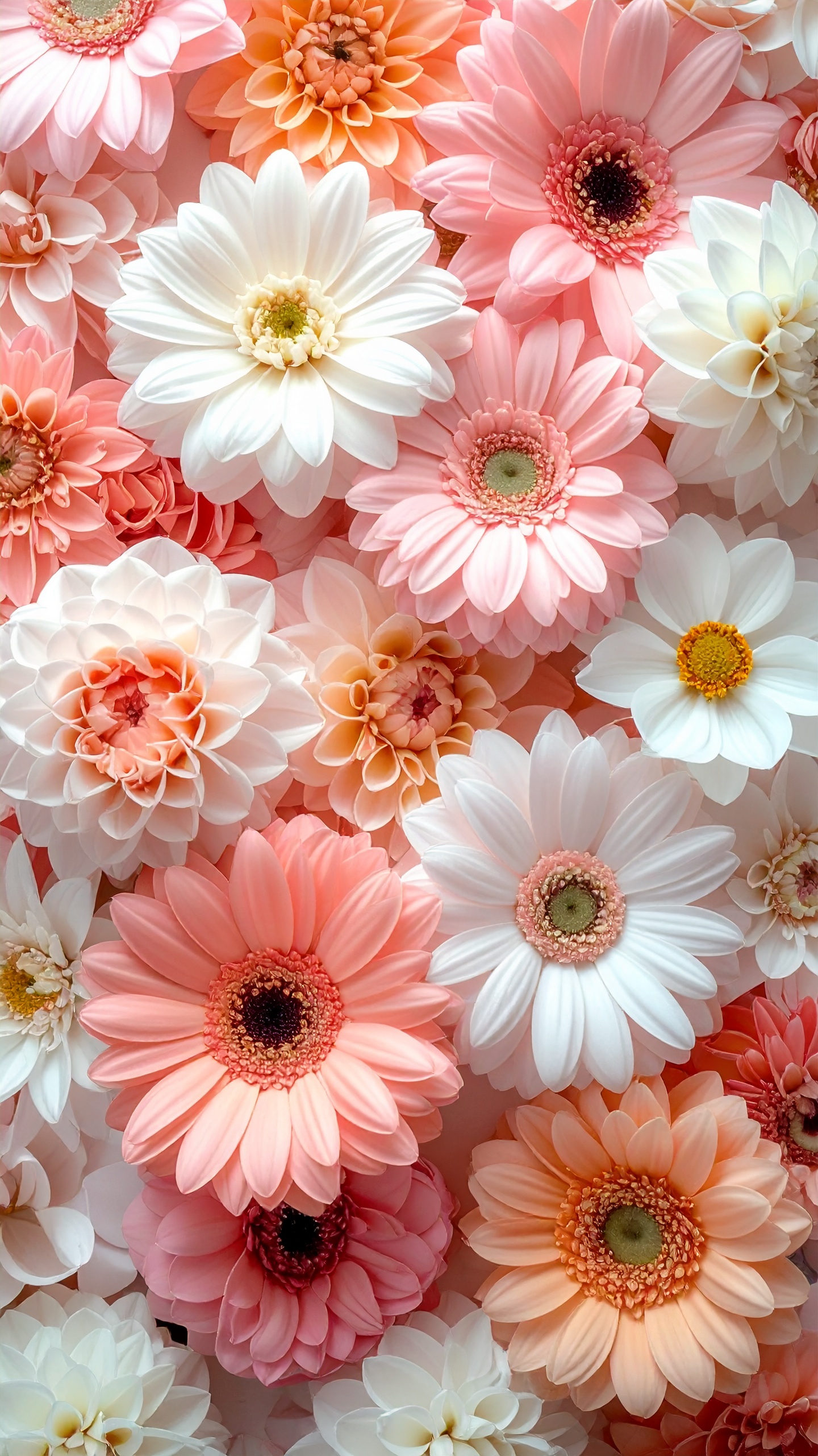 ピンク、オレンジ、白のガーベラとダリアの花々を隙間なく敷き詰めた、春の訪れを感じさせるデザイン。重なり合う花びらの繊細な質感が、画面全体に優雅な奥行きを与えています。