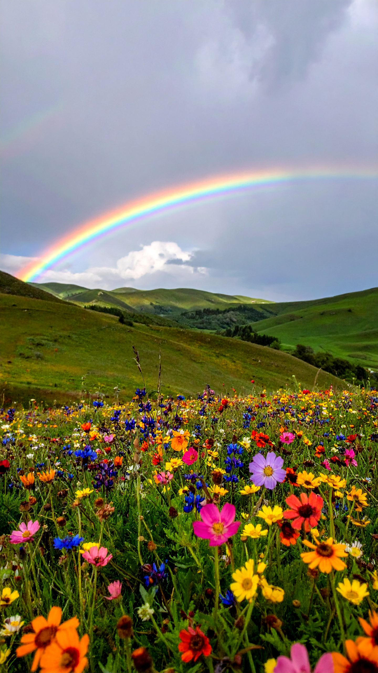 曇り空を切り裂くように鮮やかな虹が架かる、緑豊かな丘陵地帯。手前には赤や黄色、紫など色とりどりの野花が咲き乱れ、自然の力強い生命力を感じさせる風景です。