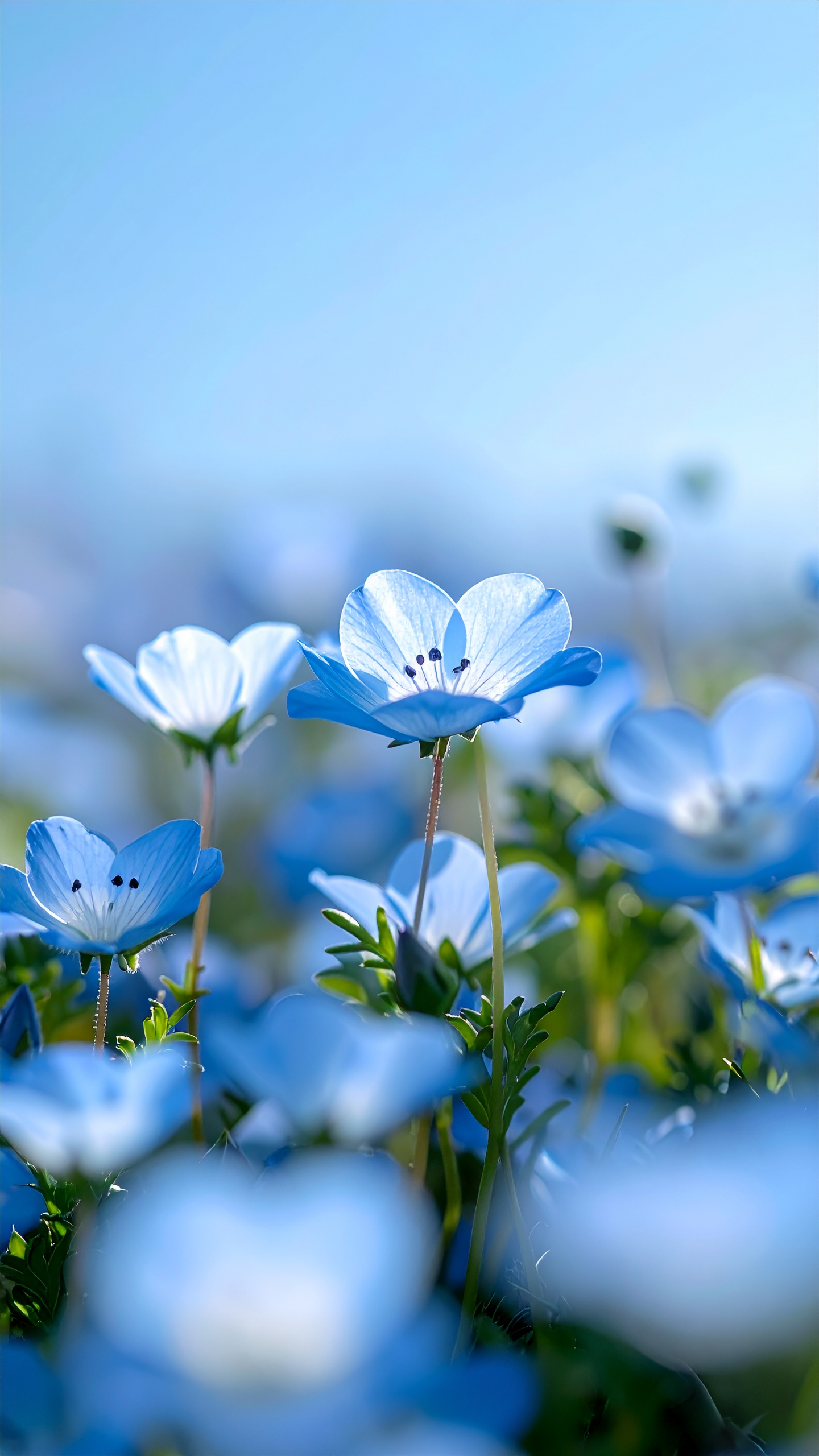 透き通るような青い花びらが美しいネモフィラの群生。春の優しい光を浴びて、一輪一輪が空の色を映し出したように輝く、清涼感あふれる風景です。