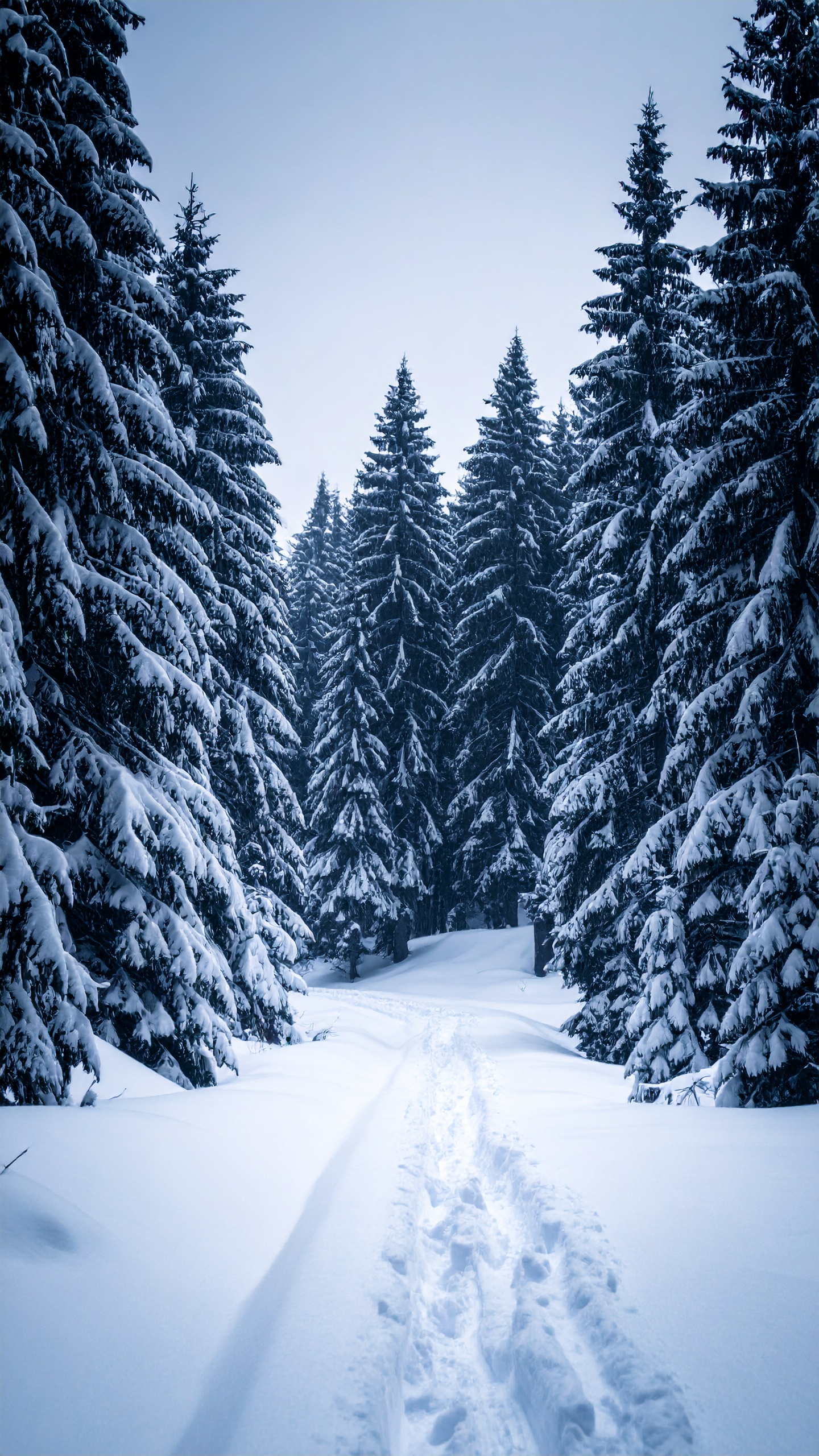 深く積もった雪の中に、足跡が続く針葉樹林の真ん中を捉えた冬の風景写真。